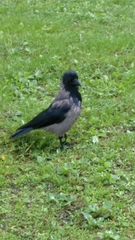Corvus cornix
