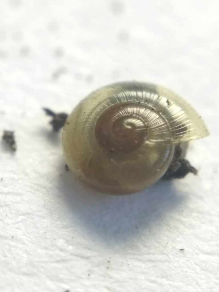 Perpolita petronella