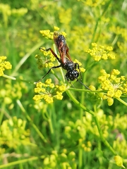 Chalybion femoratum