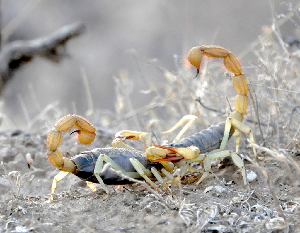 Black Hairy Scorpion