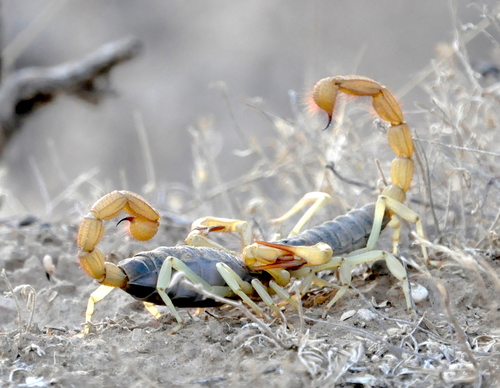 Black Hairy Scorpion photographed in Texas