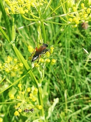 Chalybion femoratum
