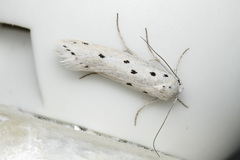 Ethmia quadrinotella