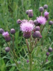 Cirsium arvense