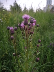 Cirsium arvense