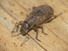 Brachyderes pubescens