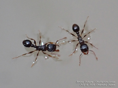 Tetramorium tsushimae