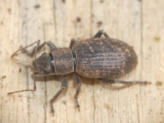 Brachyderes pubescens