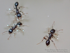 Tetramorium tsushimae