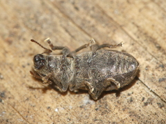 Brachyderes pubescens