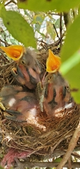 Mimus polyglottos
