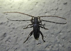 Orwellion gibbulum arizonense