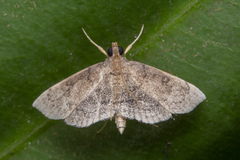 Protonoceras