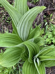 Veratrum viride eschscholtzianum