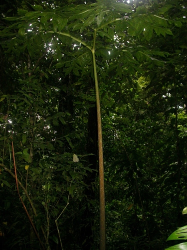 Dracontium pittieri, photograph 5