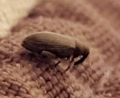 Orchestes fagi