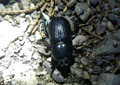 Hemiphileurus illatus