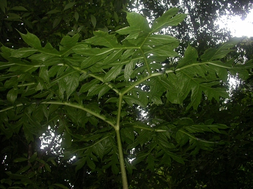 Dracontium pittieri, photograph 6