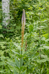 Veronicastrum sibiricum