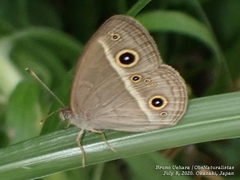 Mycalesis gotama fulginia