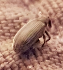 Orchestes fagi