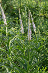 Veronicastrum sibiricum