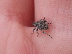 Mogulones geographicus