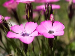 Dianthus pavonius