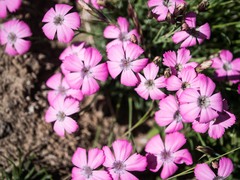 Dianthus pavonius
