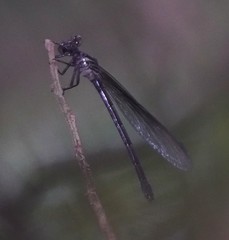 Euphaea decorata