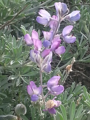 Lupinus