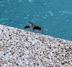 Sceliphron destillatorium