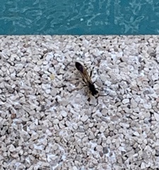 Sceliphron destillatorium