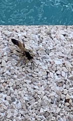 Sceliphron destillatorium