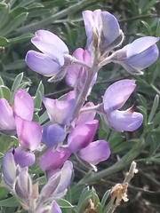 Lupinus