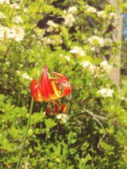Lilium pardalinum vollmeri