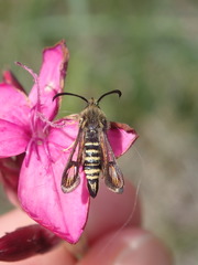 Bembecia ichneumoniformis