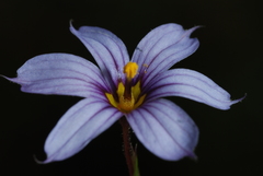 Sisyrinchium chilense