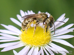 Halictus aerarius