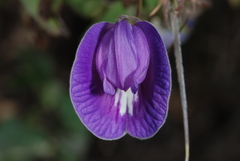 Clitoria