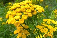 Tanacetum vulgare