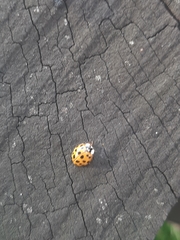 Harmonia axyridis