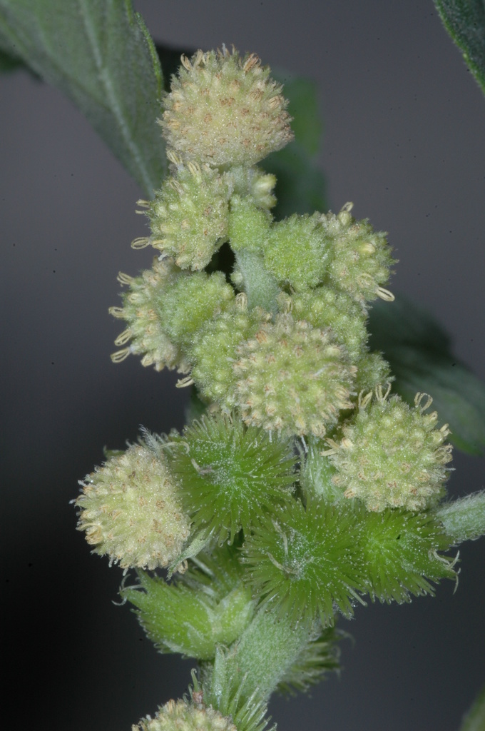 Xanthium cavanillesii