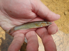 Fundulus catenatus