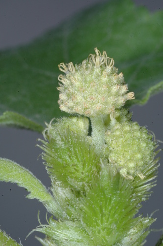 Image of Xanthium Cavanillesii (Xanthium cavanillesii) by (c) aacocucci, some rights reserved (CC BY)