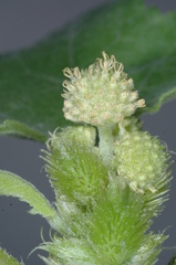 Xanthium cavanillesii