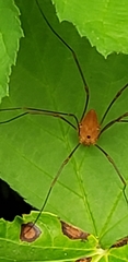 Leiobunum ventricosum