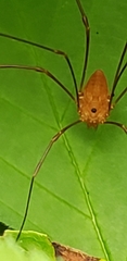 Leiobunum ventricosum