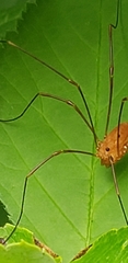 Leiobunum ventricosum