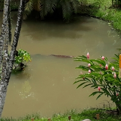 Caiman crocodilus fuscus
